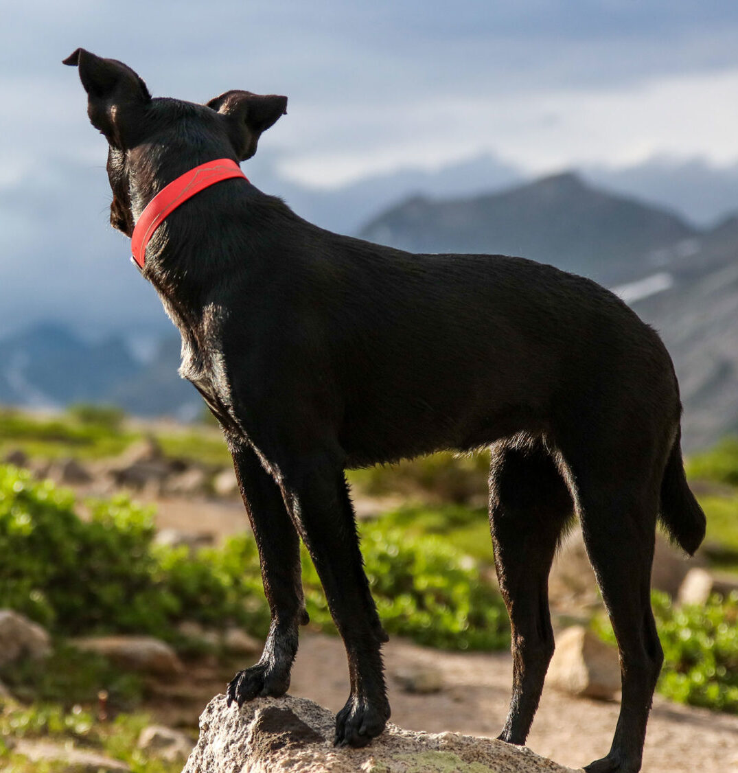 Dog watching at a distance
