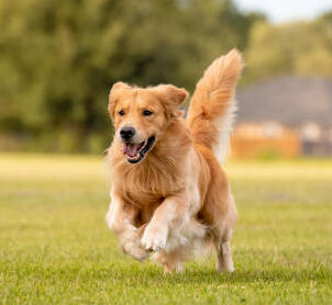 dog-running