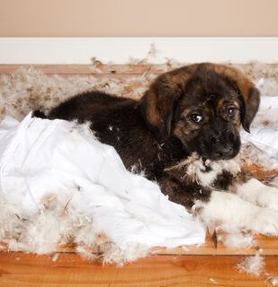 naughty-puppy