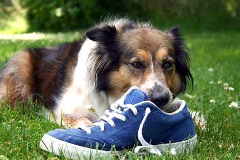teenage dog