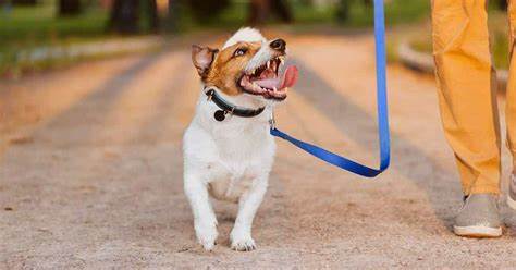 dog lead pic